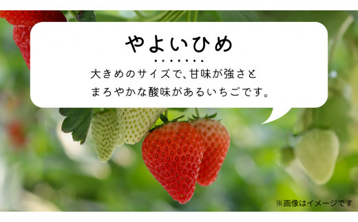 【 先行予約 】 やよいひめ ( 2パック ) 特大 デラックス サイズ 【 2025年1月から発送開始 】  ( 茨城県共通返礼品 : 常陸太田市 ) 約 300g × 2 パック やよいひめ ヤヨイヒメ 弥生姫 いちご 数量限定 果物 くだもの フルーツ 苺 イチゴ 期間限定