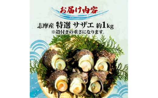 サザエ 1kg 入り / 新鮮 海鮮 海産物 魚介 魚貝 サザエ 栄螺 貝 刺身 刺し身 お造り つぼ焼き グリル BBQ バーベキュー キャンプ 夏 ギフト 贈り物 志摩産 特選  三重 志摩 伊勢志摩 10000円 1万円 一万円