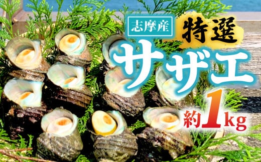 サザエ 1kg 入り / 新鮮 海鮮 海産物 魚介 魚貝 サザエ 栄螺 貝 刺身 刺し身 お造り つぼ焼き グリル BBQ バーベキュー キャンプ 夏 ギフト 贈り物 志摩産 特選  三重 志摩 伊勢志摩 10000円 1万円 一万円