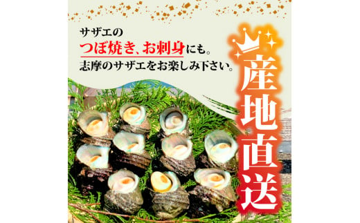 サザエ 1kg 入り / 新鮮 海鮮 海産物 魚介 魚貝 サザエ 栄螺 貝 刺身 刺し身 お造り つぼ焼き グリル BBQ バーベキュー キャンプ 夏 ギフト 贈り物 志摩産 特選  三重 志摩 伊勢志摩 10000円 1万円 一万円