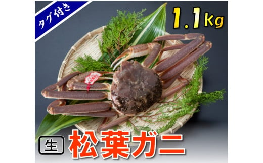 1539 【魚倉】タグ付き生松葉ガニ (特特大1,100g)【到着日指定不可】