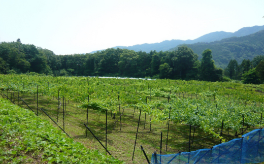 こだわりの日本ワイン 常陸ワイン山ブドウ交配種（赤）・山ブドウ交配種ワイングランド（白） 各720ml ２本セット | 茨城県 常陸太田市 常陸ワイン 山ブドウ 交配種 赤 品格  色調 酸味 渋み 調和 さわやかな 余韻  ミディアムボディ ワイン 自社 農園  ワイングランド 白 山 ブドウ 交配種 風味 活きる しっかり 味わい 日本ワイン ぶどう こだわり プレゼント ギフト