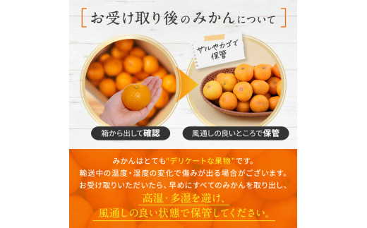 ＜先行予約＞ 極早生 みかん 期間限定 10kg | 熊本県 熊本 くまもと 和水町 なごみまち なごみ 果物 フルーツ 柑橘 柑橘類 極早生 早生