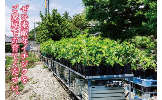 イチジク苗木 7号 【なえぎ 観葉 植物 いちじく 自宅 ポット ドーフィン 茨城県 鹿嶋市】（KAE-7）