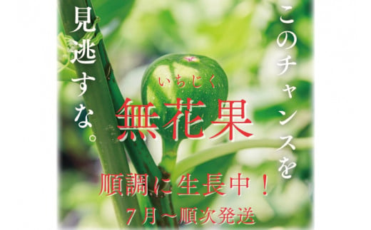 イチジク苗木 7号 【なえぎ 観葉 植物 いちじく 自宅 ポット ドーフィン 茨城県 鹿嶋市】（KAE-7）