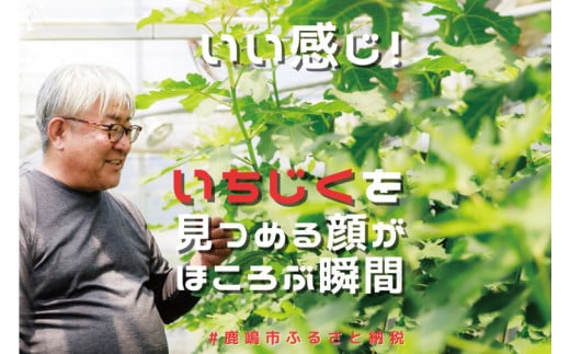 イチジク苗木 7号 【なえぎ 観葉 植物 いちじく 自宅 ポット ドーフィン 茨城県 鹿嶋市】（KAE-7）