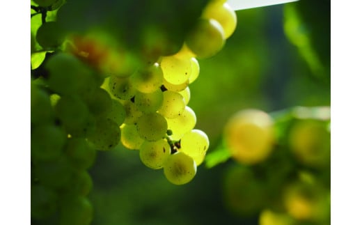 シャルドネ。果実味・酸味・構造の強さといったワイン用ぶどうとしての全ての要素においてバランスよくポテンシャルが非常に高いぶどう