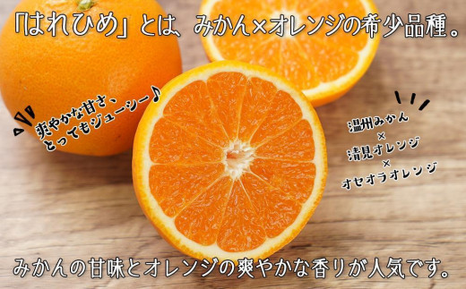 はれひめ（ミカンの希少種） 秀品  約5ｋｇ（25個～30個入）【先行予約】【2024年12月中旬頃から発送】【KG3】