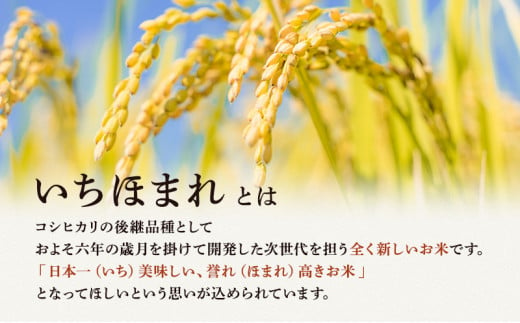 米 令和6年 いちほまれ 10kg 新米 精米 白米 お米 米 おこめ こめ コメ ご飯 ブランド米 令和6年産 福井 福井県 若狭町 [№5580-0365]