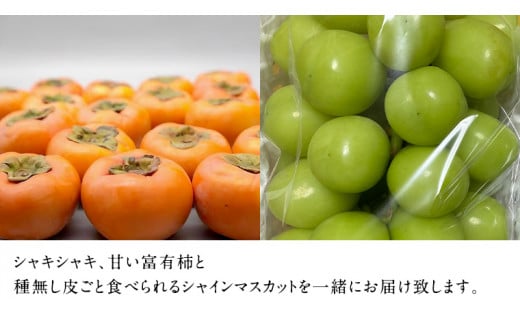 富有柿15個 と シャインマスカット2房【令和6年11月より発送開始】（茨城県共通返礼品：石岡市産） 詰め合わせ 果物 フルーツ 茨城県産