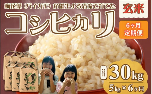 【先行予約】令和6年産 梅花藻が群生する清流で育てたコシヒカリ（玄米 5kg）6か月定期便 計30kg ※2024年9月下旬以降順次発送予定 [C-040004]