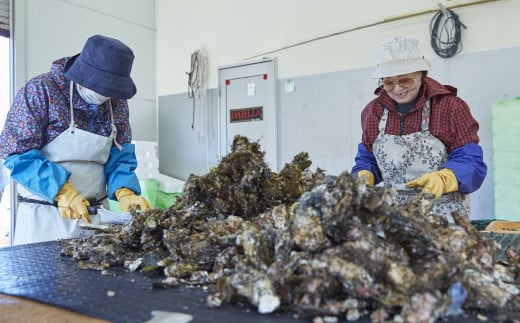 【1月前半発送】先行予約 訳あり 殻付き牡蠣 生食用 約3kg 【 牡蠣 かき カキ 殻付き 生食 数量限定 国産 三陸産 広田湾 小友 大和水産 】RT2626 