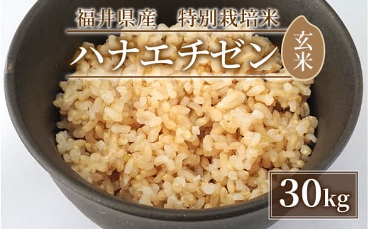 【令和6年産 新米】【9月中発送可】福井県産　特別栽培米ハナエチゼン(玄米)30kg