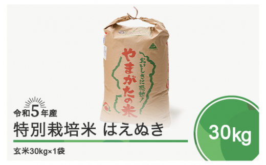 令和6年6月上旬発送 はえぬき30㎏ 玄米  令和5年産