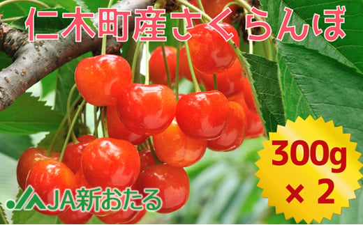 北海道 仁木町産 7月旬 さくらんぼ 600g 【JA新おたるの生産者厳選】