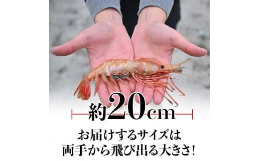 北海道産 知床羅臼産ボタンエビ 大サイズ1.5kg（300g×5パック） ぼたんえび ぼたん海老 魚介類 北海道 魚介 海産物 冷凍 刺身 海鮮丼 生産者 支援 応援