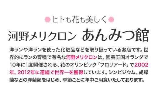 ＜ 先行予約 ＞洋蘭 シンビジウム 4本 《2024年12月上旬‐2025年3月上旬より発送予定》株式会社 河野メリクロン あんみつ館 蘭 ラン 洋ラン シンビジューム 世界一 花 鉢 記念日 送料無料 徳島県 美馬市