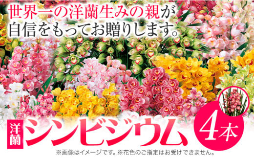 ＜ 先行予約 ＞洋蘭 シンビジウム 4本 《2024年12月上旬‐2025年3月上旬より発送予定》株式会社 河野メリクロン あんみつ館 蘭 ラン 洋ラン シンビジューム 世界一 花 鉢 記念日 送料無料 徳島県 美馬市