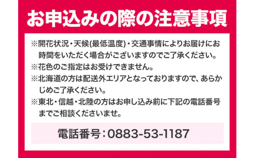 ＜ 先行予約 ＞洋蘭 シンビジウム 4本 《2024年12月上旬‐2025年3月上旬より発送予定》株式会社 河野メリクロン あんみつ館 蘭 ラン 洋ラン シンビジューム 世界一 花 鉢 記念日 送料無料 徳島県 美馬市