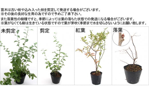 観葉植物 ブルーベリー 実付きが良くなる２株栽培セット！ ラビットアイ系 品種おまかせ (２鉢) 家庭菜園 果物 収穫北海道冬季発送不可  群馬県 千代田町 インテリア ナチュラル 自然 プレゼント ギフト 贈答用 送料無料 趣味 風水 緑 人気 オススメ 初心者 玄関 自家栽培 株式会社チャーム