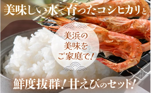 定期便≪2ヶ月連続お届け≫ 米 令和5年産 コシヒカリ5kg ＆ 越前甘エビ(卵あり)大サイズ 約500g × 1箱 (約30尾入り) 【精米】【福井県美浜町産米】【船内凍結】[m60-a009]