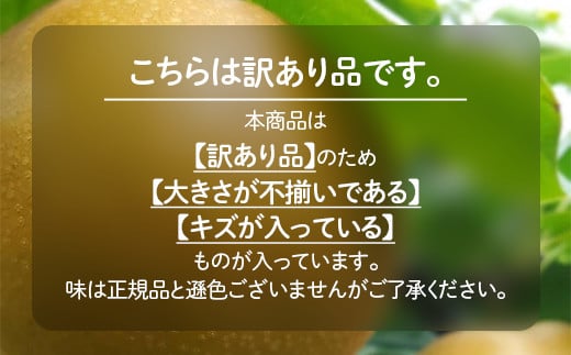 【先行予約】【訳あり】 梨 福袋 5kg 旬の品種を1品種お届け （2025年8月下旬以降順次発送） 冷蔵配送 くだもの 果物 フルーツ ご当地 食品 幸水 豊水 あきづき 新高 新興 愛宕 F6P-1994