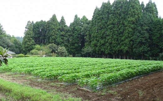 農薬不使用！非加熱・生搾りの健康に良い臼杵市産「エゴマ油」（140g×3瓶）