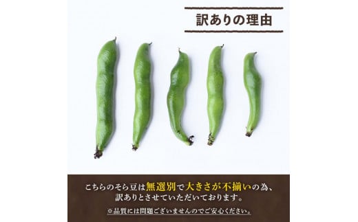 ＜先行予約受付中！2025年4月下旬以降順次発送予定＞訳あり！鹿児島県阿久根市産そら豆(4kg) 野菜 旬 春野菜 訳アリ 国産 鹿児島県産 阿久根市産 そら豆 ソラマメ おつまみ【黒坂青果】a-12-118-z