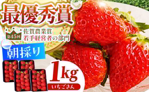 朝摘みいちご いちごさん 1kg（250g×4パック）【むらおか農園】 [HAF023] / いちご 苺 イチゴ 果物