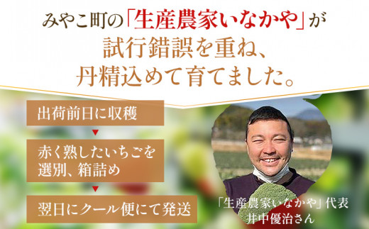 【12月より順次発送】あまおう グランデサイズ以上 約560g（約280g×2パック） 苺 イチゴ いちご フルーツ 果物 ふるさと納税くだもの ブランド くだもの 福岡県産