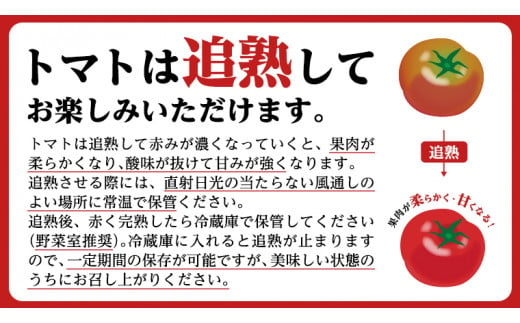 糖度9度以上 トマト 【 2025年収穫分 先行予約 】 スーパーフルーツトマト てるて姫 中箱  約1.2kg×3箱 【12〜15玉/1箱】 フルーツトマト ブランドトマト とまと てるて姫 野菜 人気 金賞 受賞 ギフト 贈答 茨城県 桜川市 【2025年2月上旬発送開始】[BC035sa]