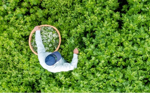 よもぎ茶 【新潟県産天然よもぎ100％】よもぎ茶35包入×1箱 越後薬草 茶 お茶 健康茶 ヨモギ茶 ふるさと納税 新潟 新潟県産 にいがた 上越 上越産