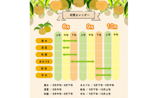 くまもと 旬の 梨 約 3kg | フルーツ 果物 くだもの なし ナシ 梨 旬 熊本県 玉名市