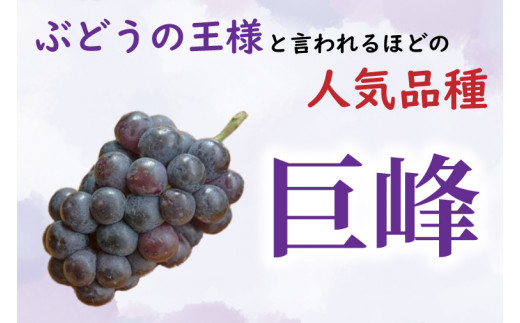 巨峰 桐箱入り1房（茨城県共通返礼品：かすみがうら市産）　※2024年8月初旬～2024年10月下旬頃に順次発送予定（CD039）