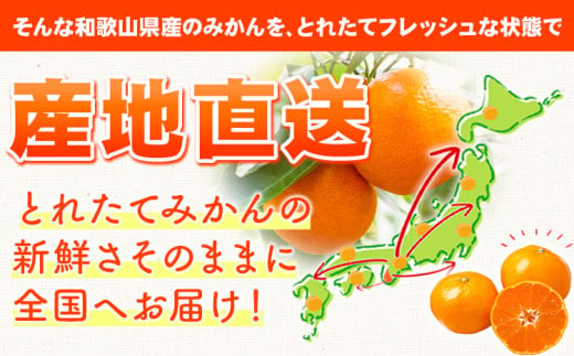 濃厚温州みかん 贈答用 約5kg 和歌山天田みかん 北村農園 《11月下旬-1月中旬頃出荷》和歌山県 日高町 送料無料 みかん 蜜柑 柑橘 果物