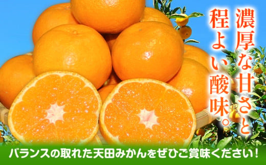 濃厚温州みかん 贈答用 約5kg 和歌山天田みかん 北村農園 《11月下旬-1月中旬頃出荷》和歌山県 日高町 送料無料 みかん 蜜柑 柑橘 果物