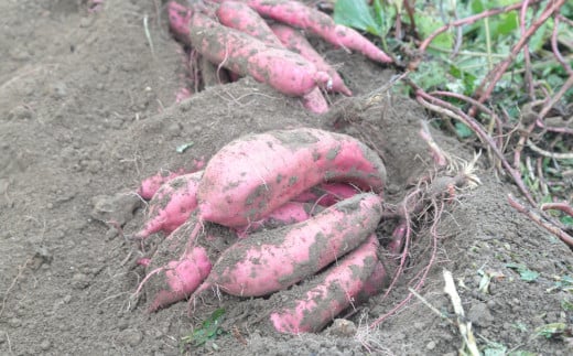 【先行予約 11月中旬以降発送】【訳あり】さつまいも 3kg｜いも スイーツ 野菜 ダイエット 小分け 国産 茨城県産 さつまいも サツマイモ お芋 おやつ 干し芋 焼き芋 紅はるか シルクスイート ねっとり 甘い 完熟 熟成 高評価 多数 蜜いも 秋の味覚 品種お任せ 訳あり 家庭用 サイズ不均一 小さめ キズ スレ 期間限定 高糖度 芋 焼き芋 ふぞろい 訳アリ 大容量 茨城県 常陸太田市