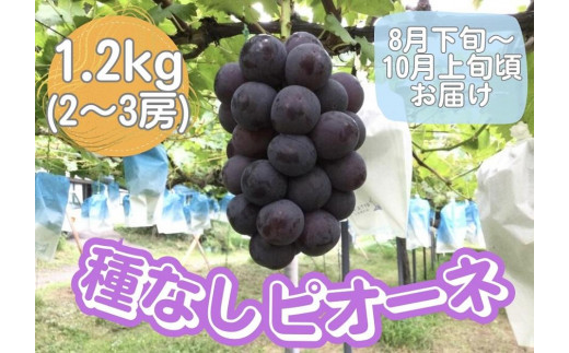 山口県産　種なしピオーネ1.2Kg（2～3房）