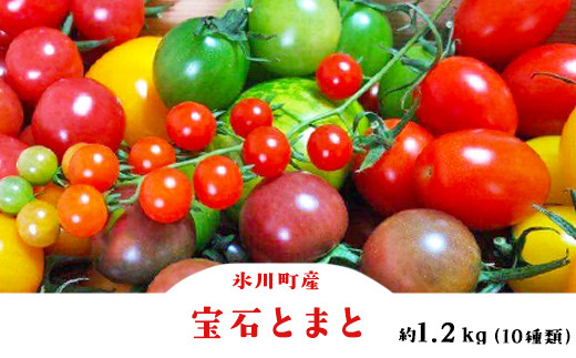 「ミヤザキファーム」 宝石とまとⓇ 熊本県氷川町産《12月上旬-6月末頃出荷予定》 小鈴 アイコ イエローアイコ オレンジ千果 みどりちゃん セレブスイート グリーンゼブラ 桃太郎ゴールド トスカーナバイオレット マイクロトマト