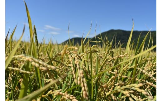 【北海道士別市】※令和6年産米※上士別の生産者がつくるゆめぴりか5㎏×3袋