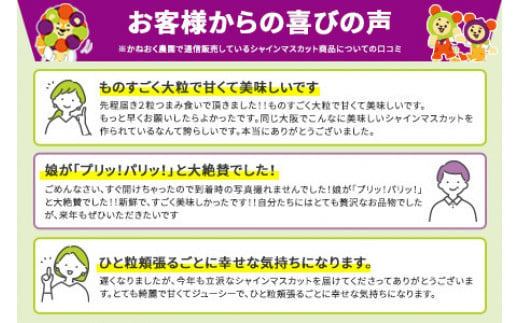 ＜2024年先行予約＞かねおく農園の完熟シャインマスカット 1.2kg以上