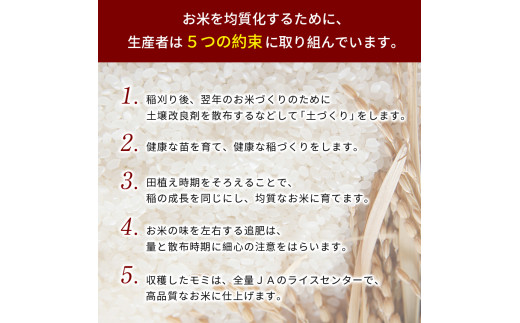 金太郎飴 生産米 きぬむすめ  山口美祢産 ｜ 米 白米 粘り きぬむすめ キヌヒカリ 山口 美祢市 美祢 特産品 10kg