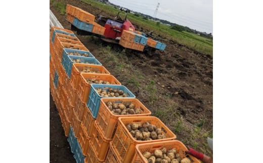 松田農園のじゃがいも(きたあかり)M～Lサイズ10kg(5kg×2箱)【 ジャガイモ じゃがいも じゃが芋 芋 いも きたあかり ホクホク フライドポテト ポテト ポテトサラダ 茨城県産 つくば市 】