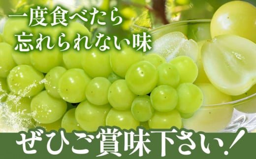 212.【先行予約】 岡山県産 マスカット 1房 (750g以上) 【配送不可地域あり】 《7月上旬-8月末頃に出荷予定(土日祝除く)》 岡山県 矢掛町 果物 フルーツ ぶどう 葡萄 送料無料