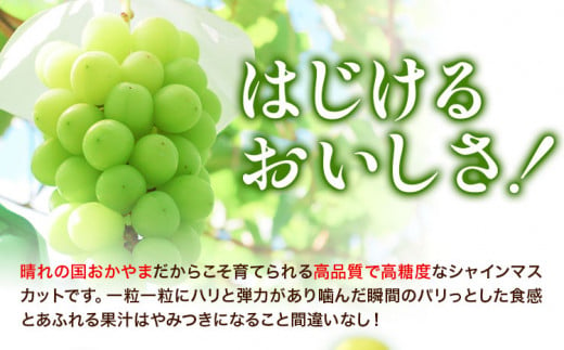 212.【先行予約】 岡山県産 マスカット 1房 (750g以上) 【配送不可地域あり】 《7月上旬-8月末頃に出荷予定(土日祝除く)》 岡山県 矢掛町 果物 フルーツ ぶどう 葡萄 送料無料