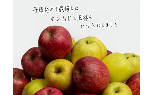 りんご 青森 サンふじ 王林 約 10kg (24～36玉) リンゴ 詰め合わせ セット 青森県 鰺ヶ沢町産 西樹園 フルーツ 果物 果物類 白神山地 林檎 サンフジ ふじ 2024