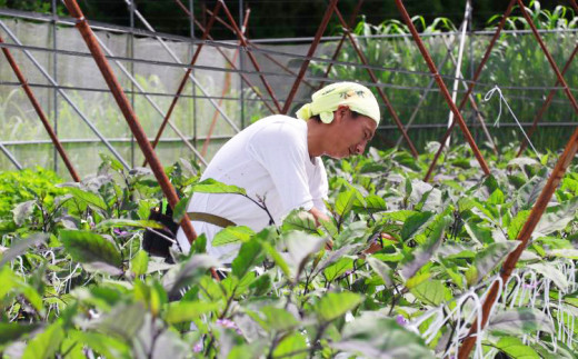 先行予約 夏野菜 詰め合わせ 大セット なす おくら 野菜 茄子 ナス オクラ 産地直送 天敵栽培 【2025年7月以降順次発送】