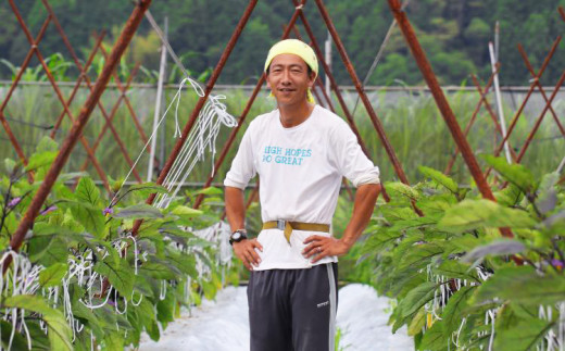 先行予約 夏野菜 詰め合わせ 大セット なす おくら 野菜 茄子 ナス オクラ 産地直送 天敵栽培 【2025年7月以降順次発送】