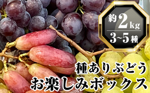 無農薬 ジベレリン処理なし種ありぶどう お楽しみボックス 計約2kg [No.205]