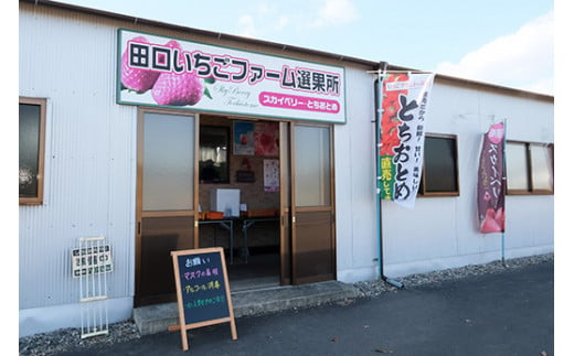 田口いちごファームの スカイベリー・とちあいかの食べ比べセット ｜ いちご 苺 イチゴ 栃木県産　※2024年1月中旬～2月下旬頃に順次発送予定　※着日指定不可　※北海道、沖縄、四国、九州、離島への配送不可